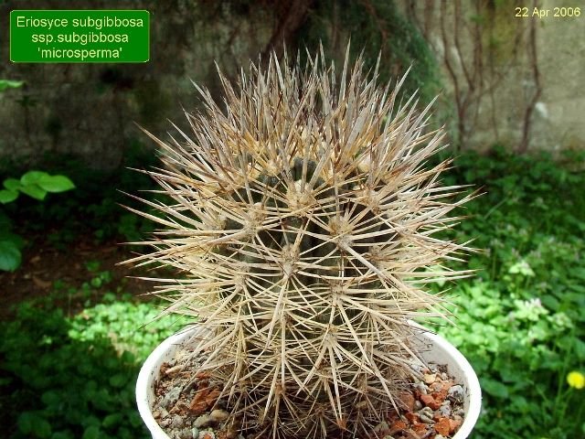 Eriosyce _subgibbosa _ssp.subgibbosa 'microsperma' 01